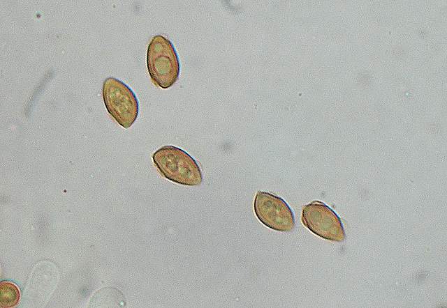Galerina spec.  Cod.: 1915-07